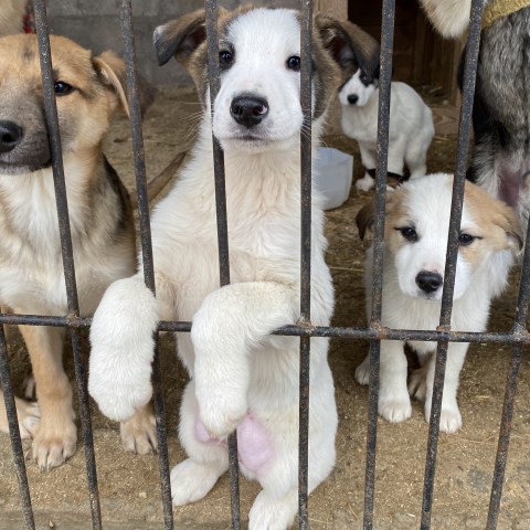 Hundewelpen im Tierheim Babyntsi