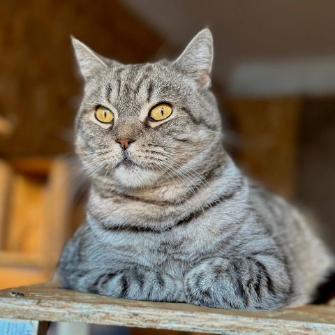 Katze Romy im Tierheim