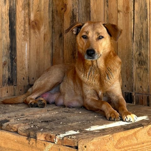 Minka im Tierheim in Butscha Ukraine