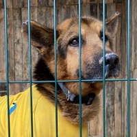 Hund mit gelber Jacke