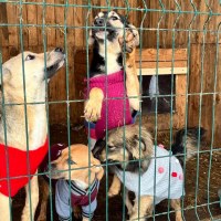 Hunde mit gespendeten Hundejacken im Tierheim Babyntsi