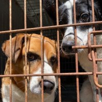 Hunde im Tierheim Babyntsi