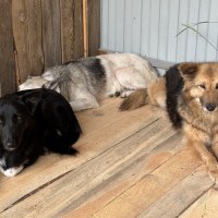 Hunde im Tierheim in Butscha