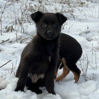 Hundewelpen im Schnee