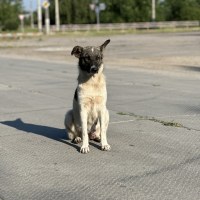 Strassenhund in Ukraine